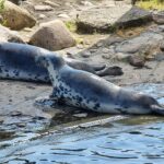 foki w fokarium na helu