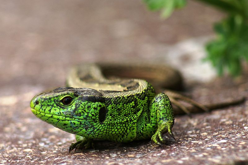 Najciekawsze gady w Europie i ich niezwykłe metody przetrwania