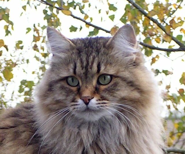 Kot syberyjski – rasa odporna na mroźne warunki