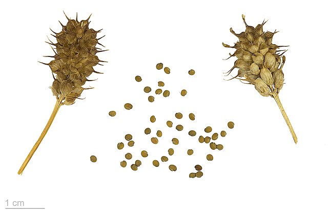 Kozieradka – co ma wspólnego z kozą?