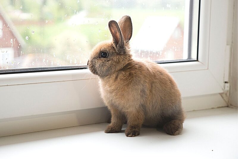 Ile żyje królik? – fakty i różnice między rasami