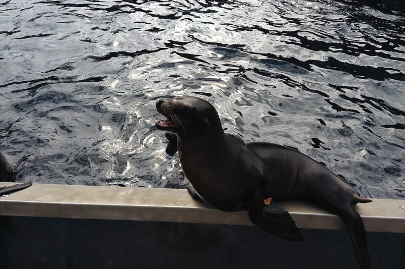 Różnice między lwem morskim a foką