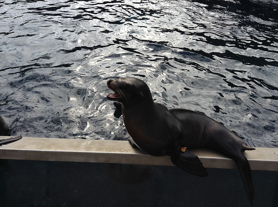 lew morski na lądzie