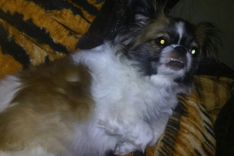 Dlaczego oczy zwierząt świecą w nocy?