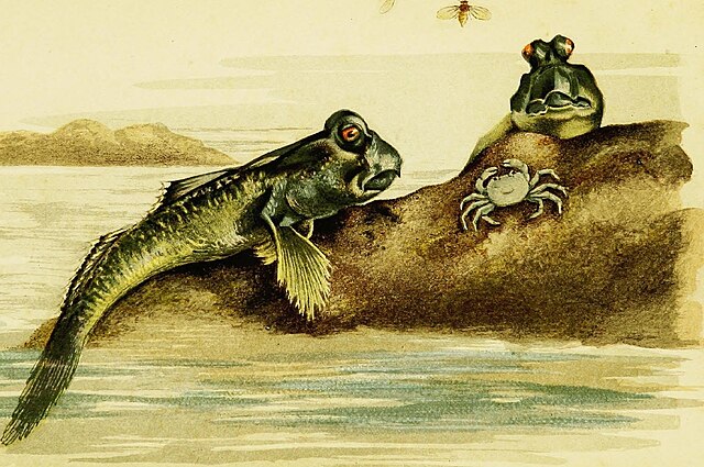 Prezentacja o rybach