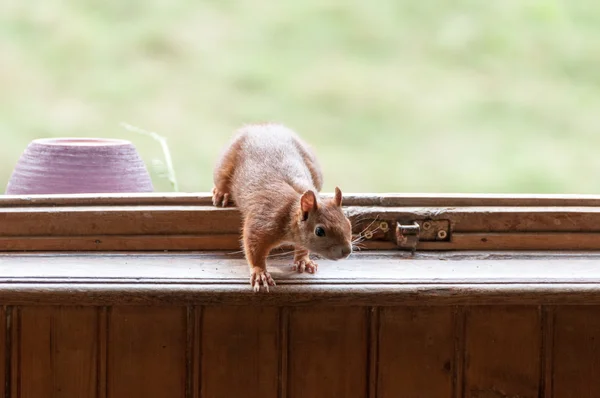 wiewiórka w domu