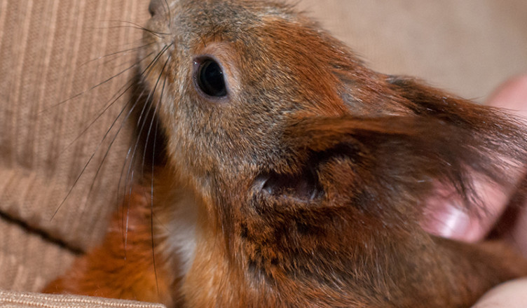 Sezonowa dieta wiewiórek – owoce, orzechy i przysmaki domowe