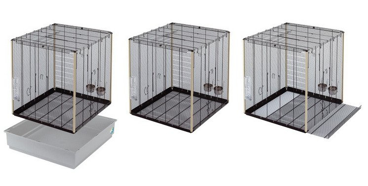 Zabawy i stymulacja wiewiórek – jak utrzymać je w formie