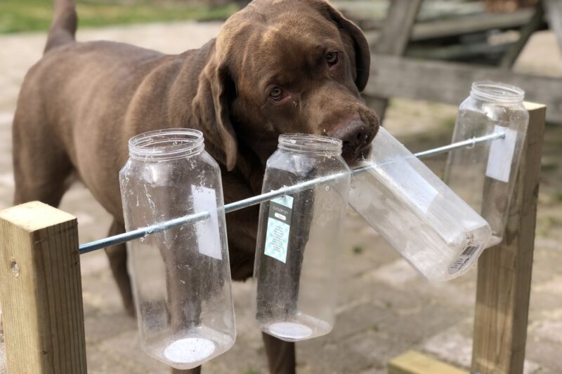 Zabawki dla psa – domowe i DIY