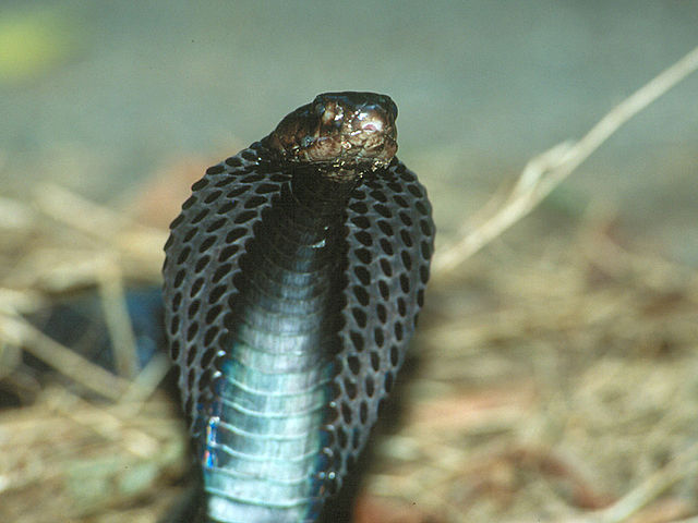 Wąż, który pluje jadem