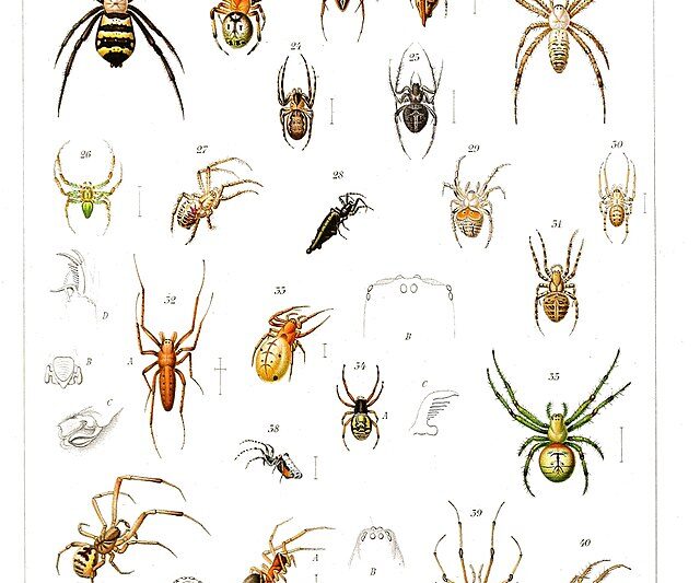 Ciekawostki o pająkach