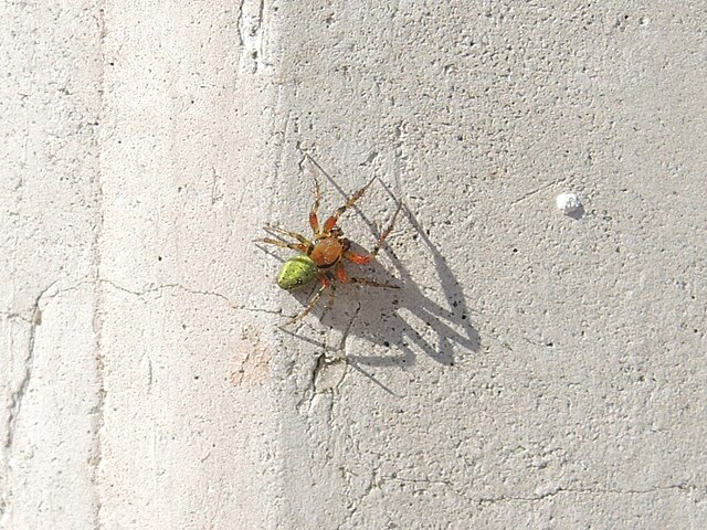 Jak pająki chodzą po ścianach?