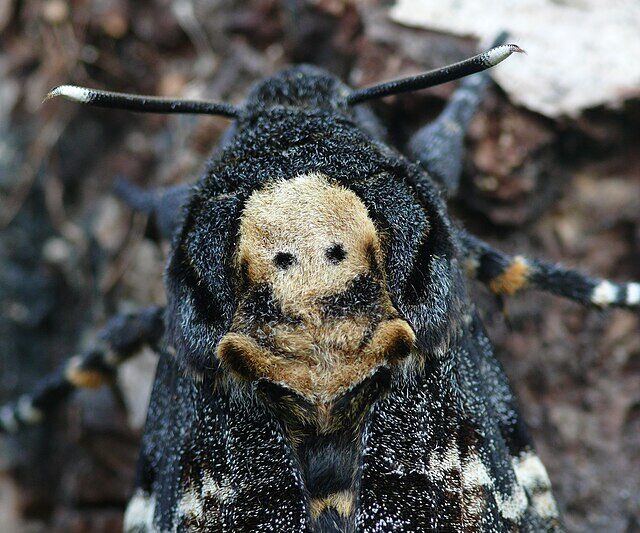 Czy motyl to znak od zmarłego?