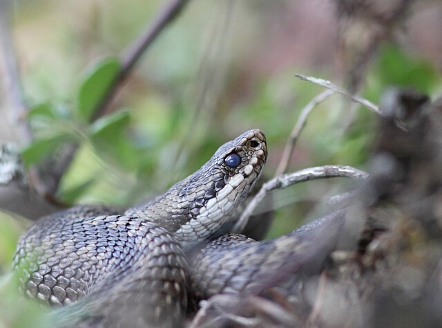 najgroźniejszy wąż w Polsce