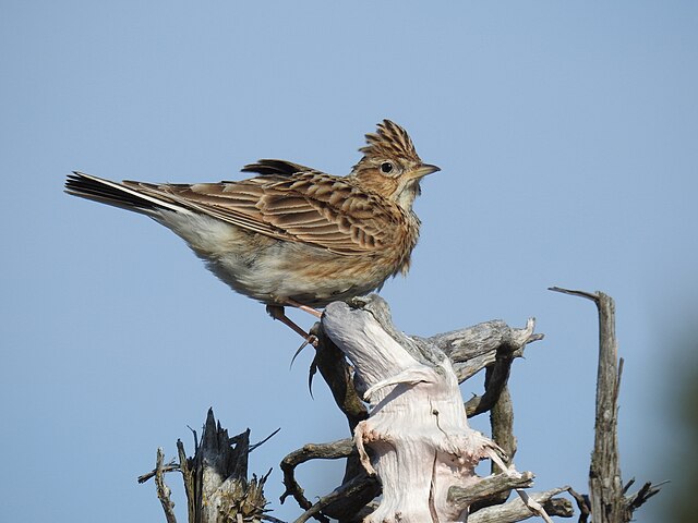 Szary ptak większy od wróbla