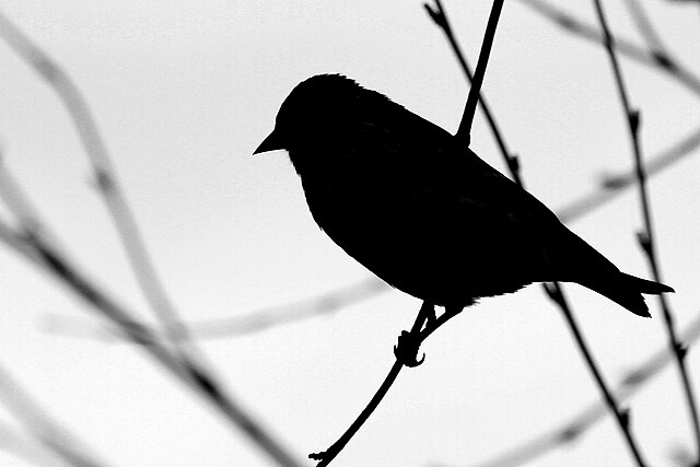 Sikorka / wróbel / mały ptak