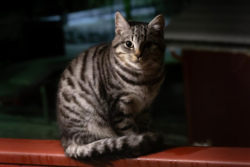 Co koty robią nocą? Nocna aktywność kotów