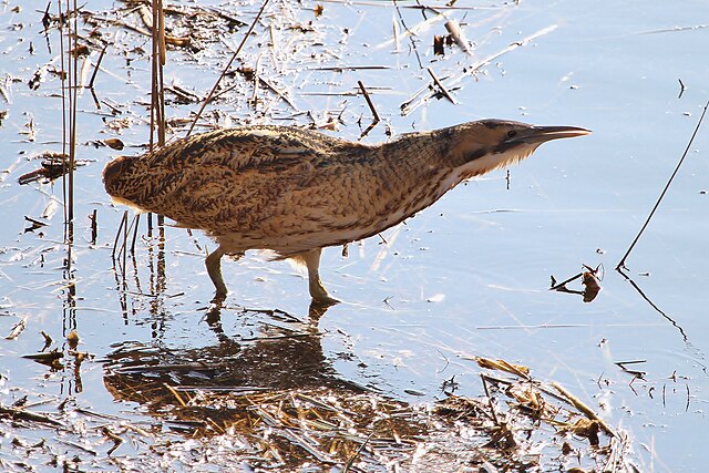 „Pijany jak bąk”