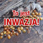 inwazja biedronek