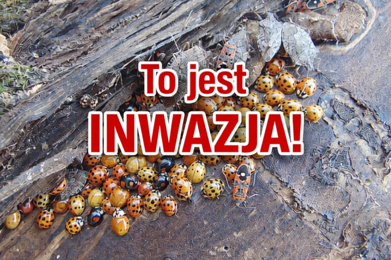 Inwazja biedronek