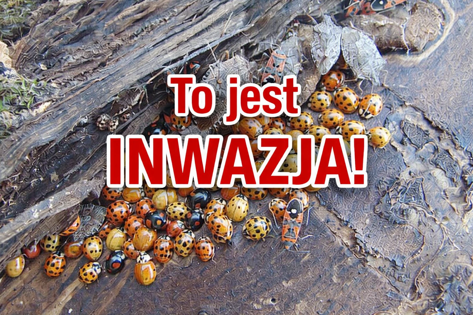 inwazja biedronek
