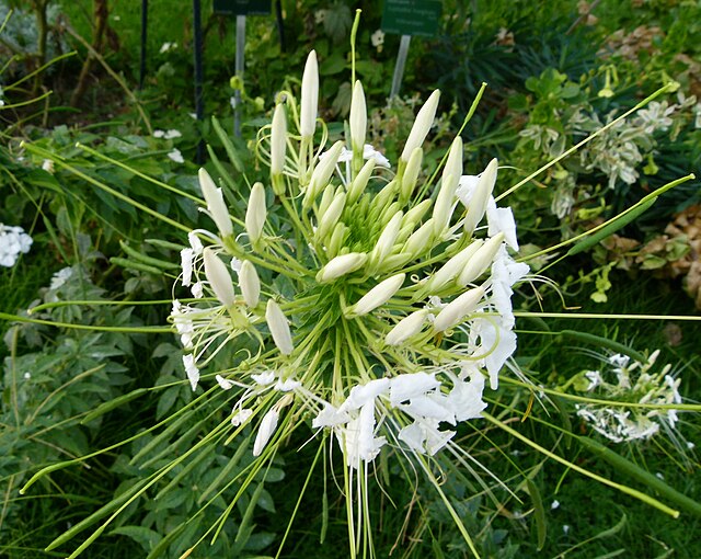 Kleome ciernista – charakterystyczne kwiatostany z długimi pręcikami przypominającymi nogi pająka