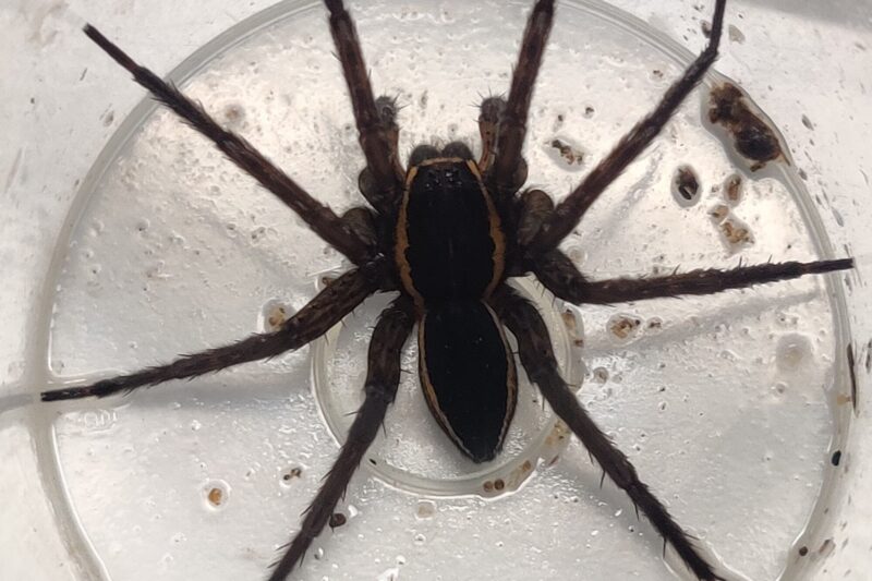 Największy pająk w Polsce