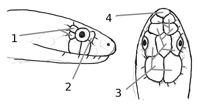 Ciekawostki o gniewoszu plamistym