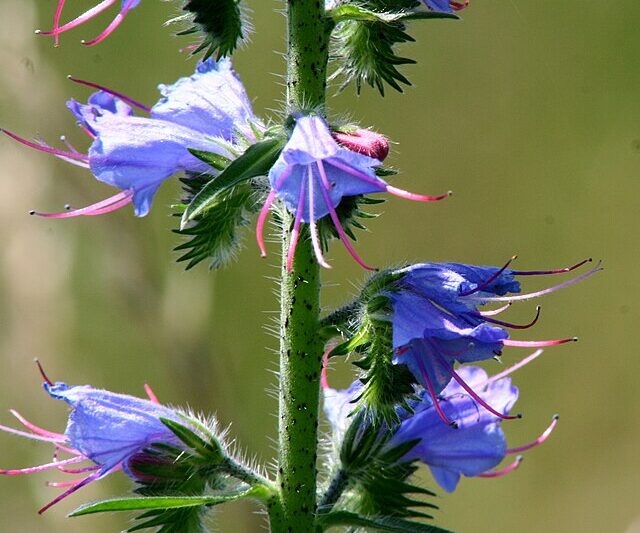Żmijowiec – roślina węży
