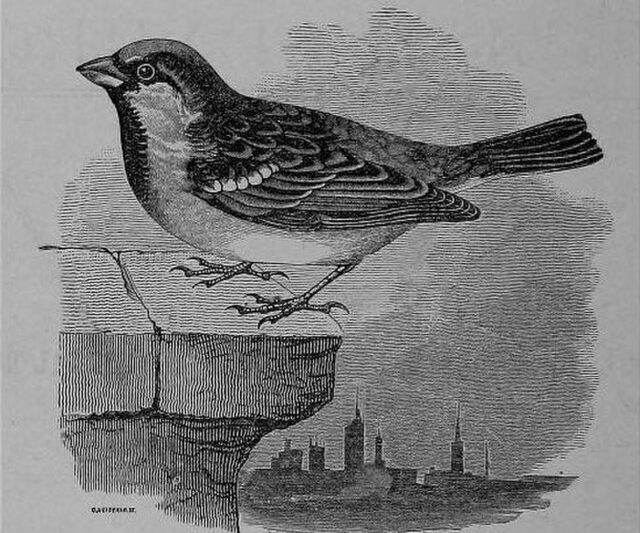 Nie straszyć wróbli! Opamiętajcie się