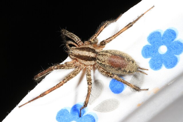 „Szczęśliwy dom, gdzie pająki są”