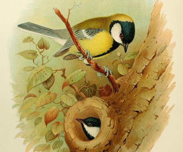 Ciekawostki o sikorach bogatkach