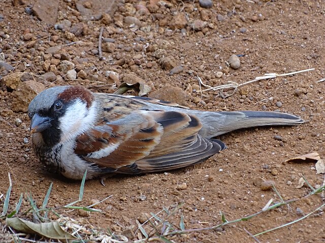 Czemu wróble tarzają się w piasku?