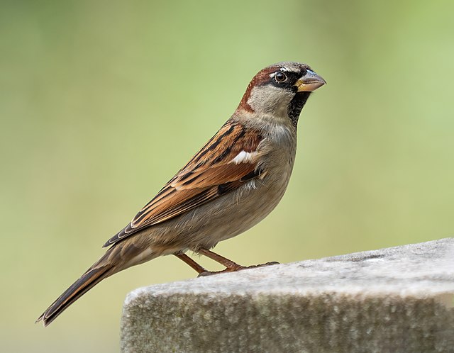 Wróbel domowy – Passer domesticus