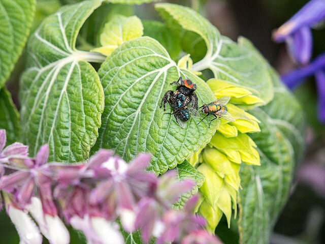 Czy pająki są pożyteczne?