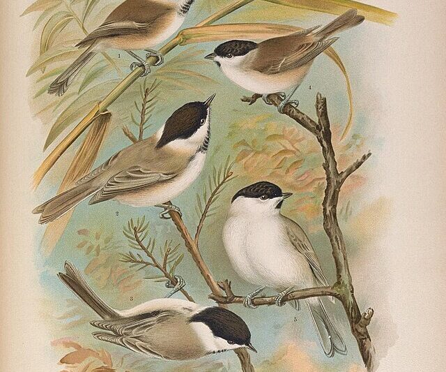 Sikora uboga a czarnogłówka