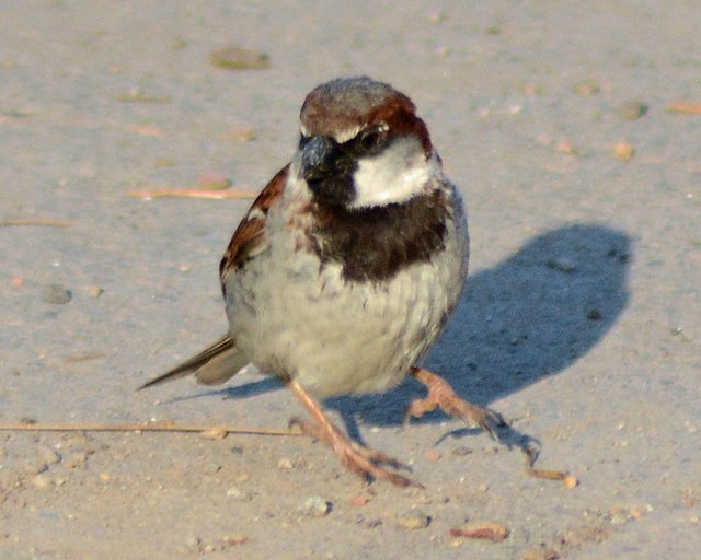 Czemu wróble skaczą?