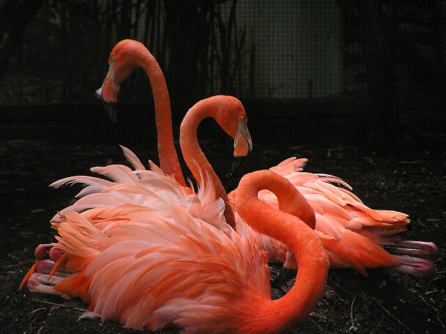 Rytualny taniec flamingów – ilustracja