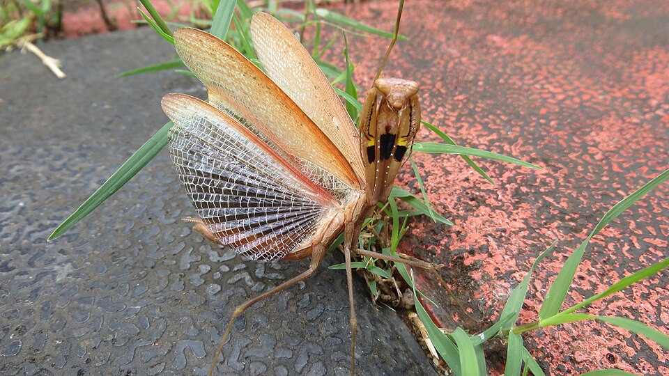 Modliszka imitująca kobrę