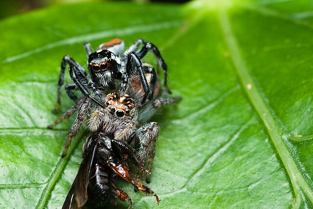 Jak rozmnażają się pająki?