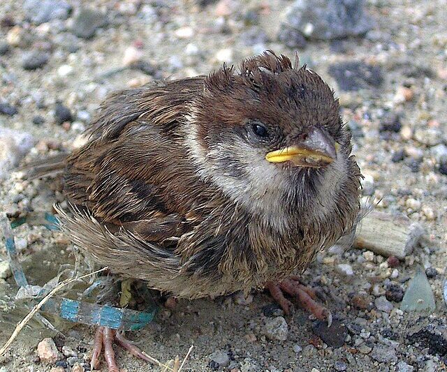 Pisklę wróbla – pierwsze dni wróblęcia