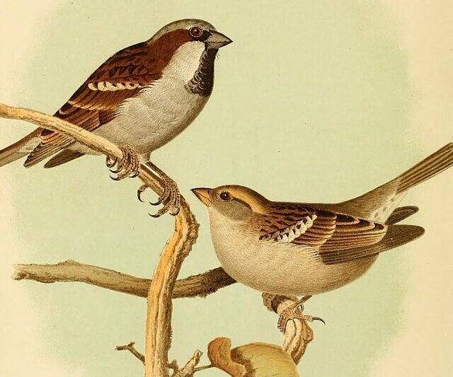 Ciekawostki o wróblu