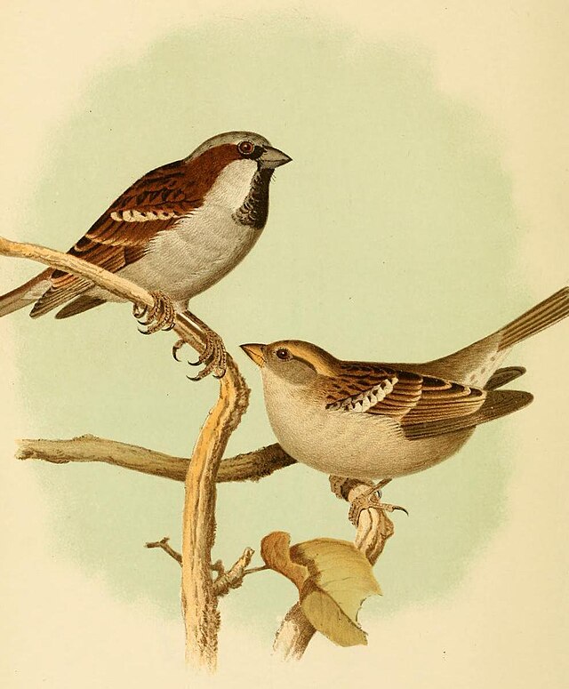 ciekawostki o wróblu