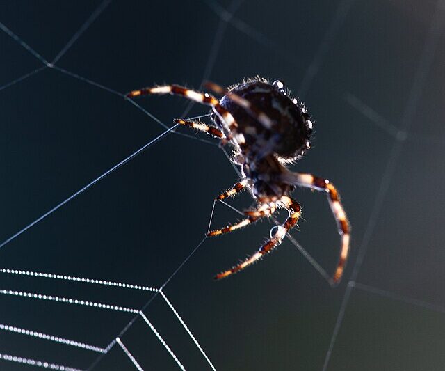Jak pająk robi pajęczynę?