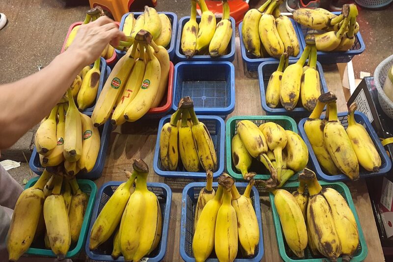 Pająk w bananach – czy występuje w Polsce?