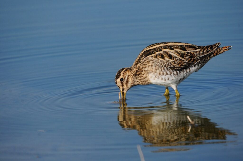 bekas kszyk w wodzie