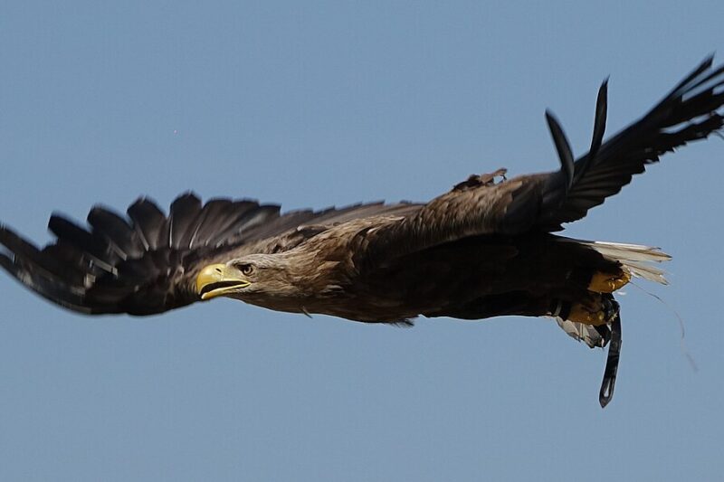 Poznaj ptaki Warmii i Mazur