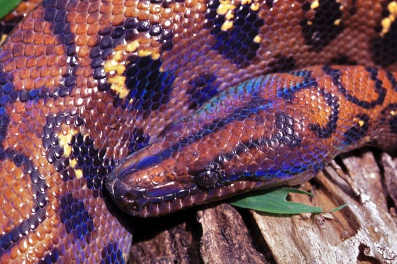 Wąż tęczowy: Boa tęczowy w pigułce