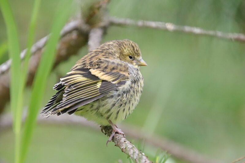 Jak wygląda ptak czyżyk? Charakterystyka czyżyka