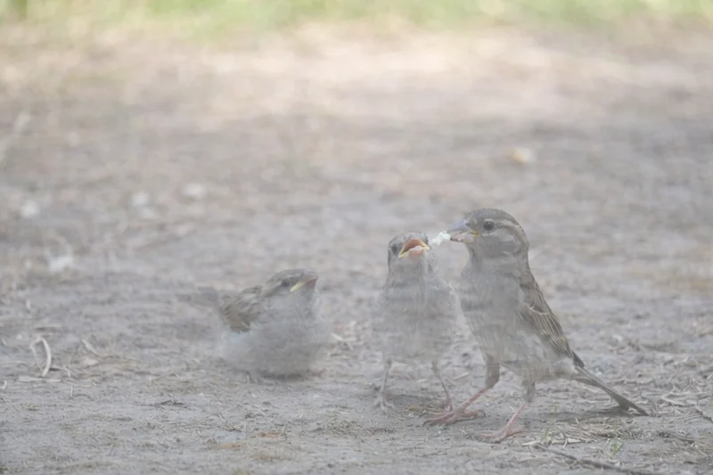 Czemu wróble znikają?